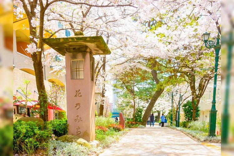 Hanano Michi (Flower Path)