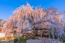 本满寺的旅游景点图片(1)