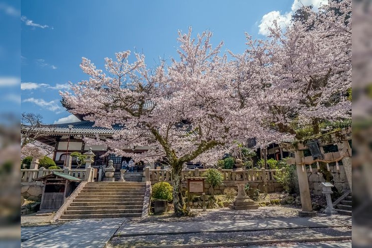 Zenpuku-ji Temple Cherry Blossoms