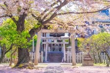 Tourist destination images of Myoken-ji Temple(3)