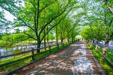 打上川治水绿地的旅游景点图片(2)