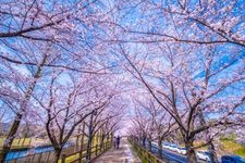 打上川治水绿地的旅游景点图片(4)
