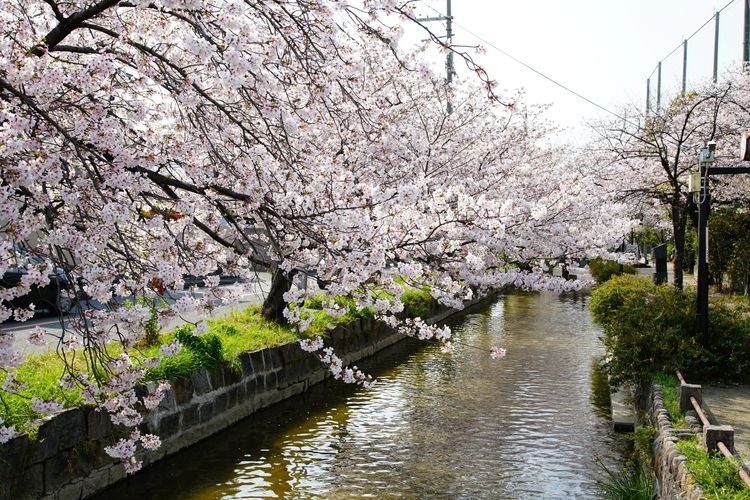 玉串川の桜並木
