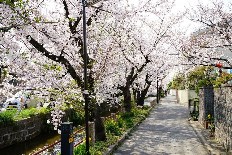 Tamakushigawa Cherry Blossom Trees