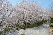 種松山公園西園地の観光地画像(1)