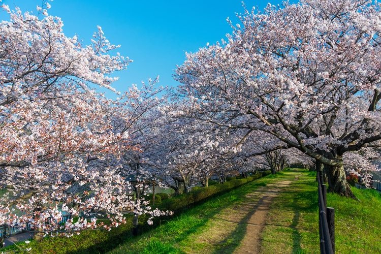 Sakutsu Park