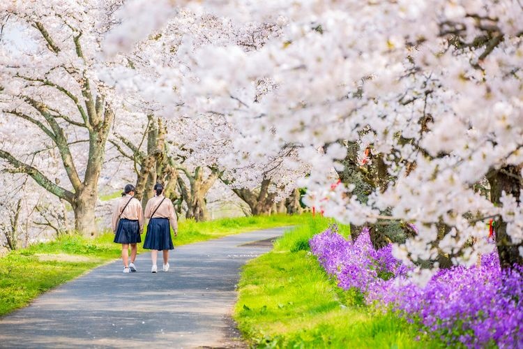 Iikawa Riverbank Cherry Blossom Avenue