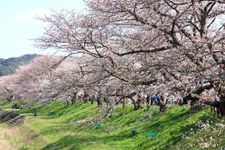 斐伊川堤防櫻花道的觀光地圖片(2)