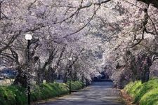 Tourist destination images of Tokusa Hachimangu Shrine(3)