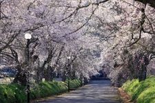 徳佐八幡宮の観光地画像(2)