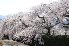 徳佐八幡宮の観光地画像(3)