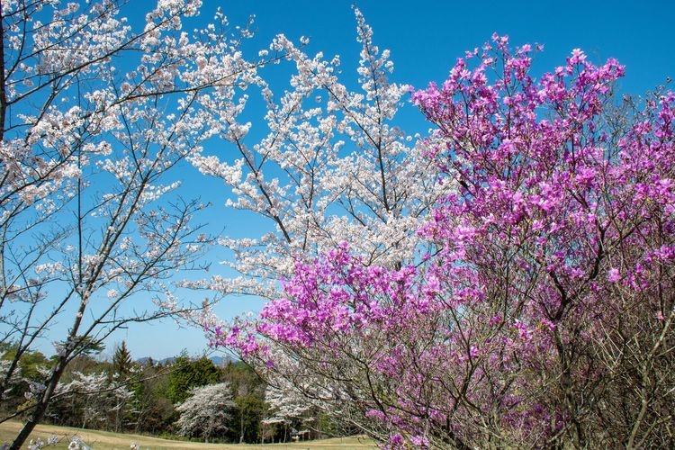 Takebe no Mori Park