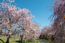 Tourist destination images of Takebe no Mori Park(2)