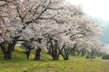 三刀屋川櫻花並木的觀光地圖片(1)