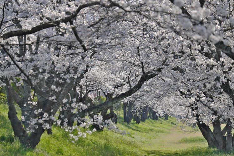 Mitoya River Riverside Cherry Blossom Path