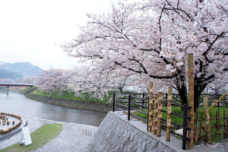 Usa River Cherry Blossom Promenade