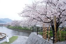 Tourist destination images of Usa River Cherry Blossom Promenade(1)