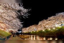 Tourist destination images of Usa River Cherry Blossom Promenade(2)