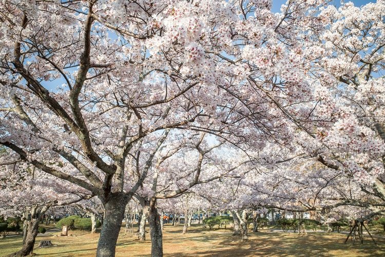 Minatoyama Park