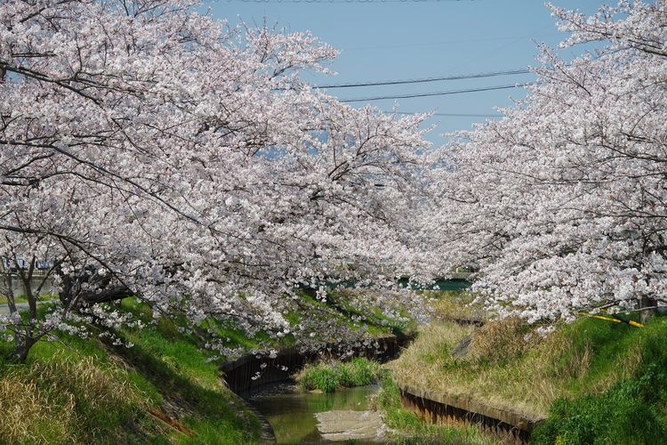 Kaga River Senbonzakura (Thousand Cherry Blossoms)