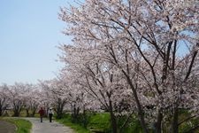 Tourist destination images of Kaga River Senbonzakura (Thousand Cherry Blossoms)(2)