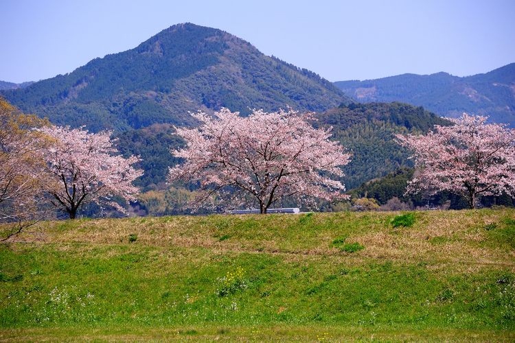 Nadagawa River Cherry Blossoms