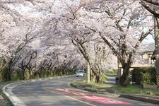 Tourist destination images of Nadagawa River Cherry Blossoms(2)