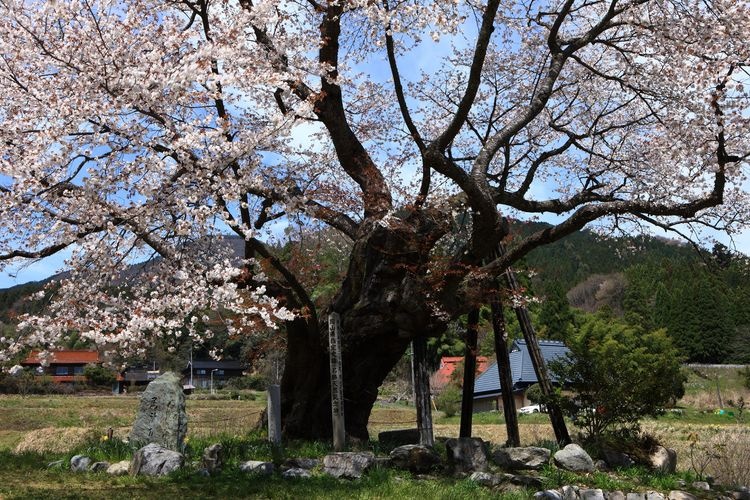 Osho's Yamazakura Cherry Tree