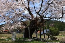 Tourist destination images of Osho's Yamazakura Cherry Tree(1)