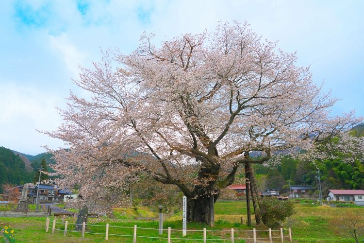Osho's Yamazakura Cherry Tree