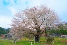Tourist destination images of Osho's Yamazakura Cherry Tree(1)