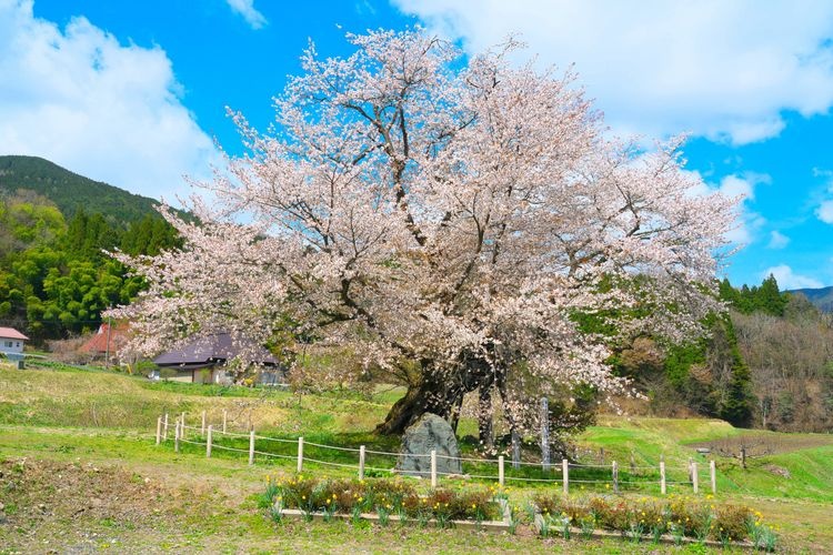 Tourist destination images of Osho's Yamazakura Cherry Tree(2)