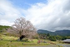 Tourist destination images of Osho's Yamazakura Cherry Tree(2)