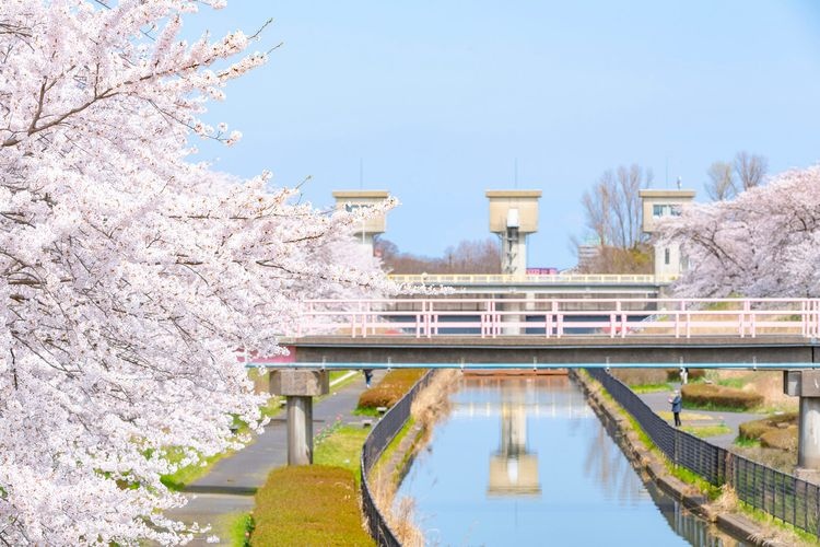 Washinoki Sakura Yuhodo Park