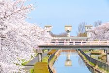 Tourist destination images of Washinoki Sakura Yuhodo Park(1)