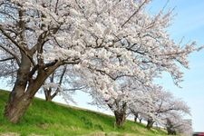 Tourist destination images of Washinoki Sakura Yuhodo Park(2)