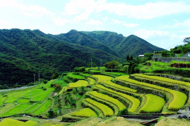 Nakayama Senmaida Rice Terraces