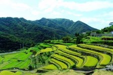 Tourist destination images of Nakayama Senmaida Rice Terraces(1)