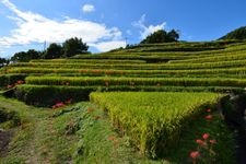 Tourist destination images of Nakayama Senmaida Rice Terraces(2)