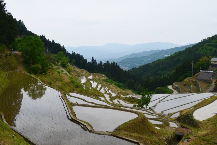 Tourist destination images of Izumidani Rice Terraces(2)