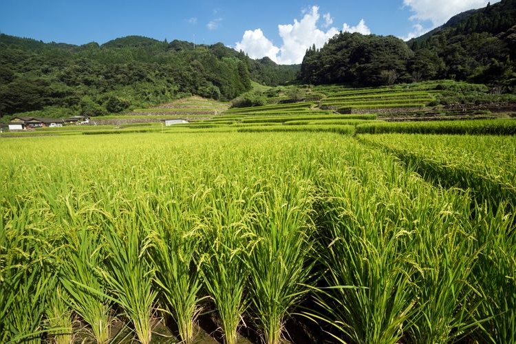 Tourist destination images of Onoguchi Rice Terraces(2)