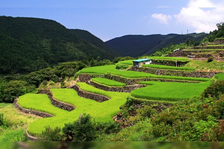 寒川の棚田（寒川地区棚田）