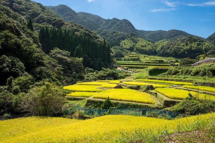 内之尾の棚田の観光地画像(1)