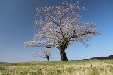 Tourist destination images of Hitachi Kokubunniji Temple Ruins(2)