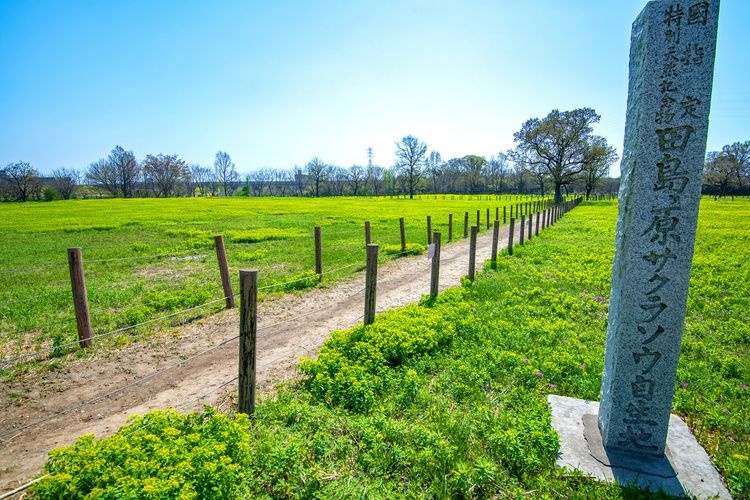 Tashimagahara Primrose Habitat (First Designated Area)