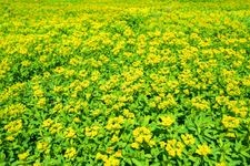 Tourist destination images of Tashimagahara Primrose Habitat (First Designated Area)(2)