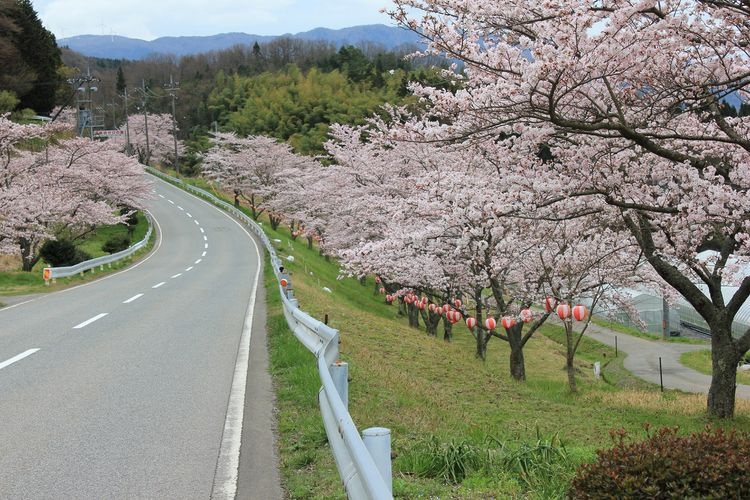 Nosaka Cherry Blossom Avenue