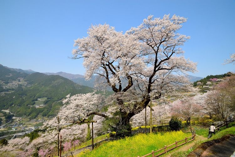 Hyotan Zakura Park