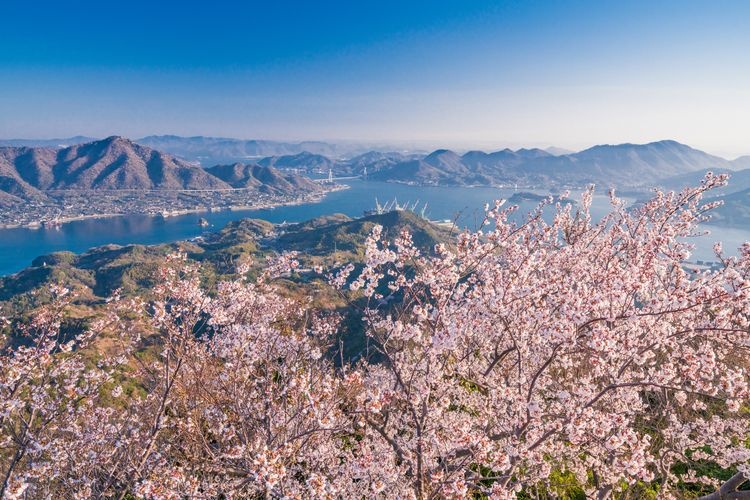 Tourist destination images of Sekizen-zan's Three Thousand Cherry Blossoms(2)