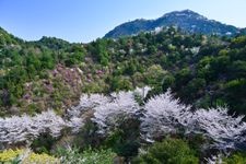 Tourist destination images of Sekizen-zan's Three Thousand Cherry Blossoms(2)